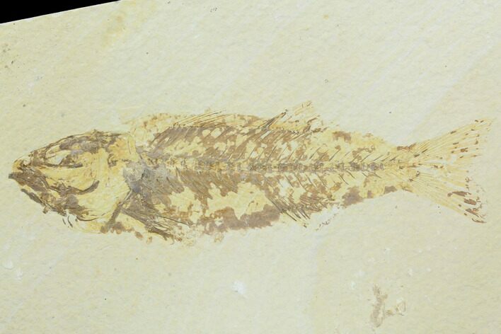 Bargain, Fossil Fish (Mioplosus) - Uncommon Species #125999